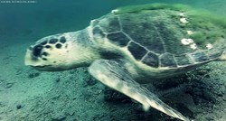 UŽIVO IZ PODMORJA Kod Šibenika  snimljena rijetka vrsta morske kornjače!