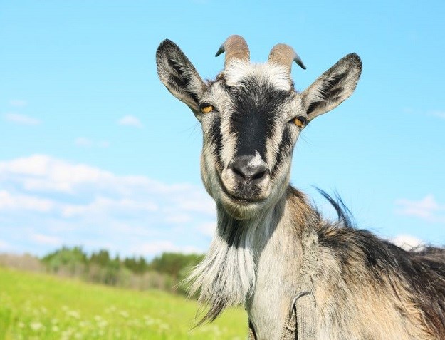 Znanstvenici potvrdili da i koze mogu biti naši najbolji prijatelji!
