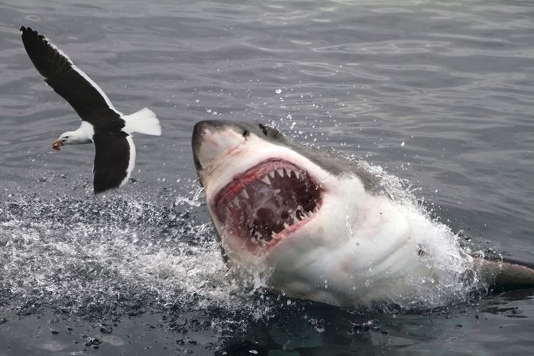 Morski psi u Hrvatskoj: Zabilježeno ih je 30-ak vrsta! Najveći naraste do 12 metara