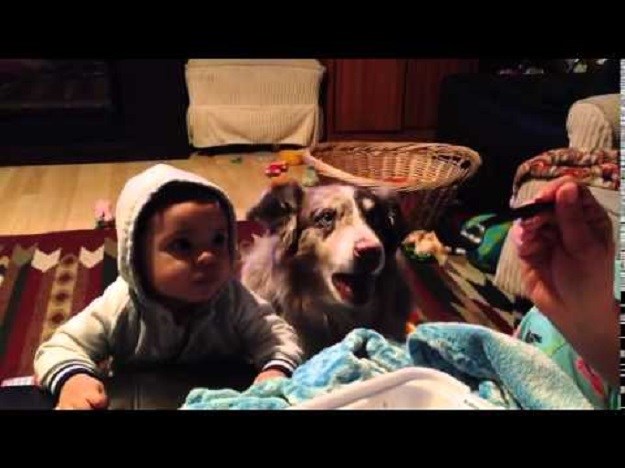 VIDEO Pogrešno se razumjeli: Pas umjesto bebe izgovorio riječ mama