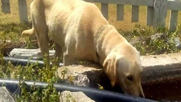 Pas heroj: Max je zaslužan za spašavanje   dječaka koji se izgubio u planinama