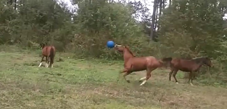VIDEO I konji obožavaju loptanje: Samo im treba dati priliku da to pokažu!
