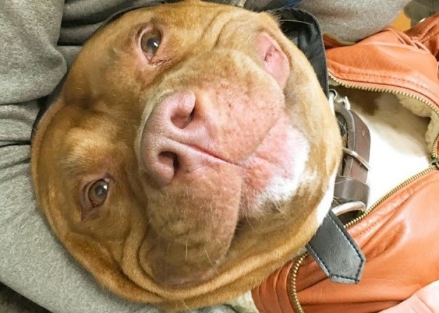 FOTO Od kad je spašen iz skloništa pas se ne prestaje smijati!