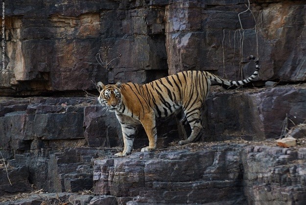 U 19 - oj godini uginula Machli, najpoznatija tigrica na svijetu!