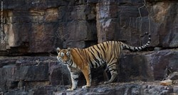 U 19 - oj godini uginula Machli, najpoznatija tigrica na svijetu!