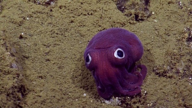 VIDEO Podmornica na dubini od 900 m snimila životinju neobičnog izgleda