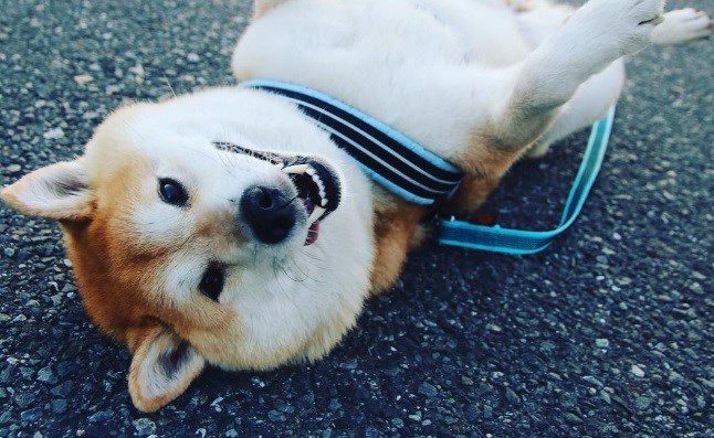 Je li ovo najsretniji pas na svijetu? Pogledajte samo taj neodoljivi osmijeh