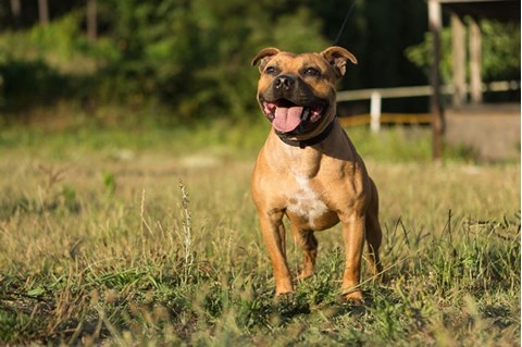 su pit bullovi dobri psi za prvi put