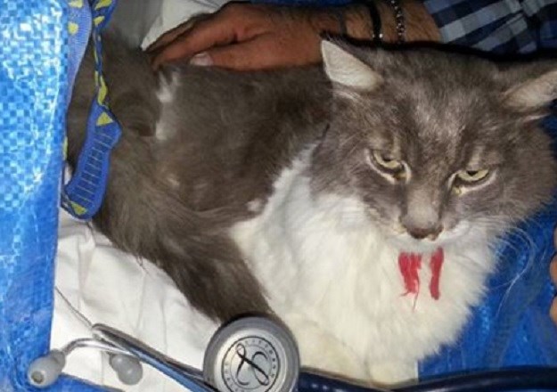 Čudo u Italiji: Mačak Rocco bez hrane i vode preživio mjesec dana!
