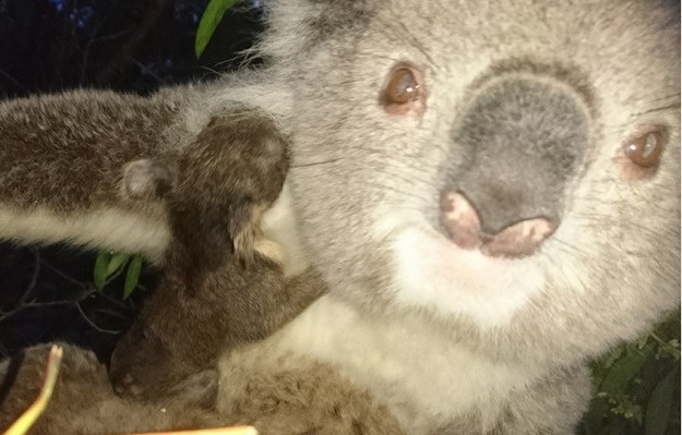 OVO SE RIJETKO VIĐA Upoznajte dvije preslatke bebe blizanke koale