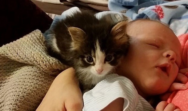 POGLEDAJTE Spašena maca od rođenja čuva malenog ljudskog brata