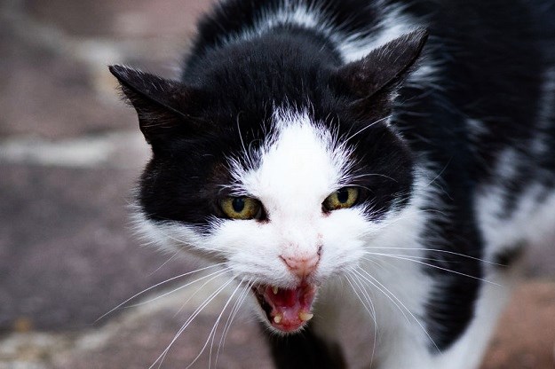 Dječak 8 minuta zlostavljao mačku: Pogledajte kako mu je "odgovorila"