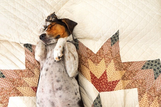 Vaš pas spava na leđima? Znate li što to znači?