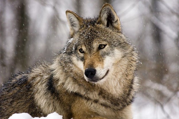 SPREMA SE POKOLJ Planiraju ubiti 47 od preostalih 68 divljih vukova