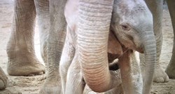 PREDIVNO Spašena slonica spasiteljima došla pokazati svoju bebu