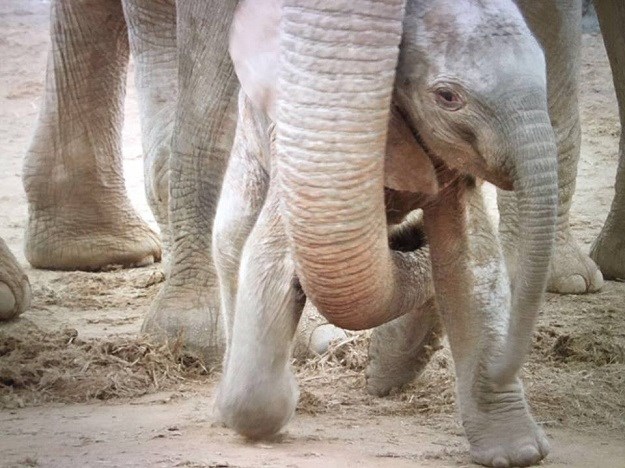 PREDIVNO Spašena slonica spasiteljima došla pokazati svoju bebu