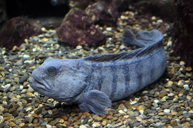 NEOBIČNE ŽIVOTINJE Morski  vuk - riba zastrašujućeg izgleda i oštrih zuba