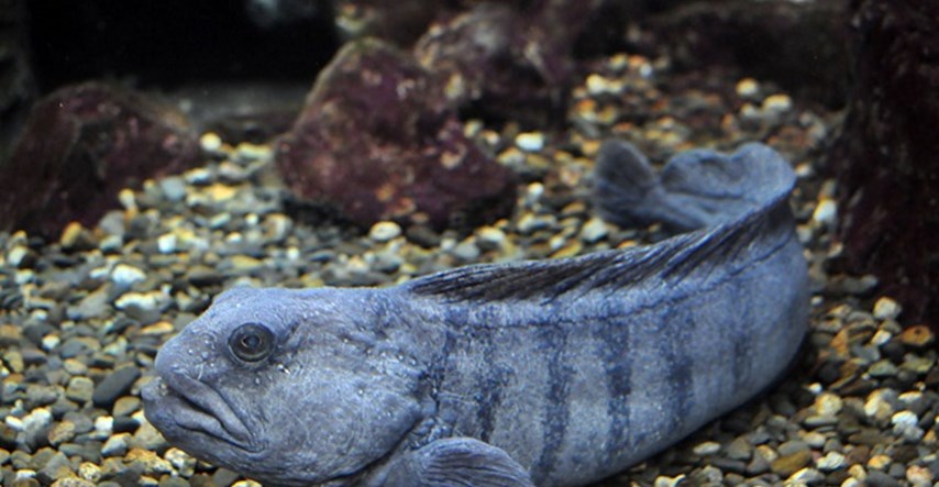 NEOBIČNE ŽIVOTINJE Morski  vuk - riba zastrašujućeg izgleda i oštrih zuba
