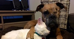VIDEO Jednooki pas koji nije volio mačke sprijateljio se s ozlijeđenom macom