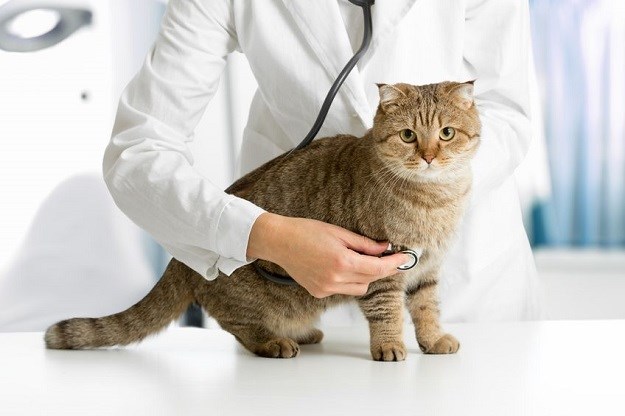 UPOZORENJE STRUČNJAKA Uočite li ove simptome mačku odvedite veterinaru