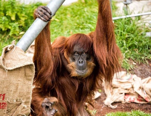 REKORDERKA Ona je nastariji sumatranski orangutan na svijetu - ima 60 godina!