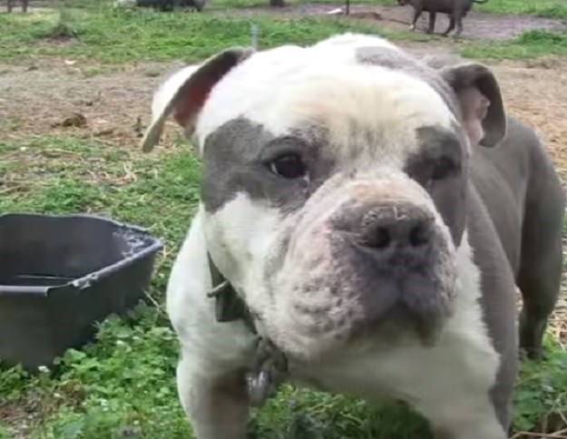 VIDEO Ovo su najzlostavljaniji psi na svijetu: Kako im možete pomoći?