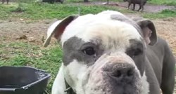 VIDEO Ovo su najzlostavljaniji psi na svijetu: Kako im možete pomoći?