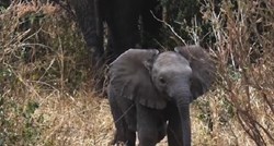 URNEBESAN JE Pogledajte kako je hrabri slonić pokušao zaštititi majku