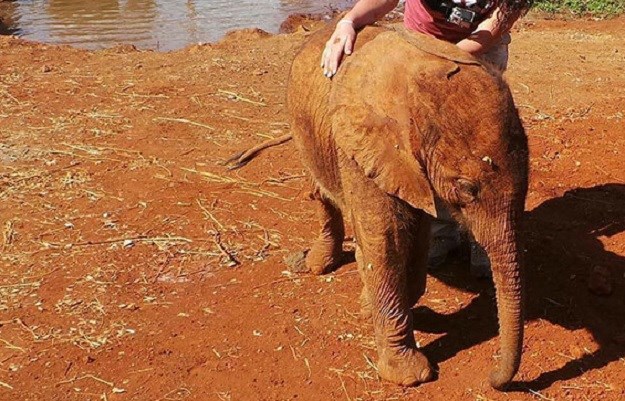 VELIKA MAZA Pogledajte tko sirotom sloniću zamjenjuje majku