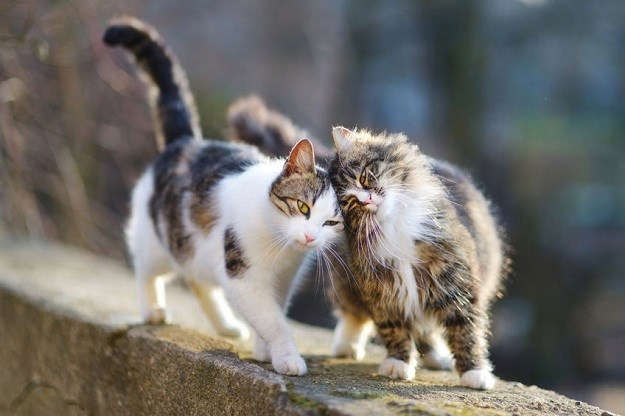 PETICIJA za registraciju hranilišta uličnih mačaka u Zagrebu
