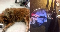 VIDEO Pas tijelom  vlasnicu zaštitio od vatre i spasio joj život