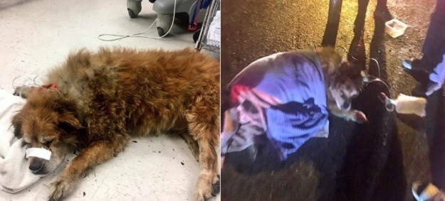 VIDEO Pas tijelom  vlasnicu zaštitio od vatre i spasio joj život