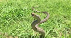 USPORENA SNIMKA Pogledajte što se događa kad uznemirite otrovnu zmiju