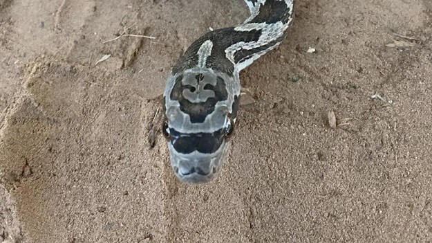 DOBRO JE POGLEDAJTE Jeste li ikad vidjeli ovakvu zmiju?