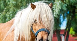 OTKRILI SMO RAJ NA ZEMLJI Na ovom otoku živi više slatkih konjića nego ljudi!