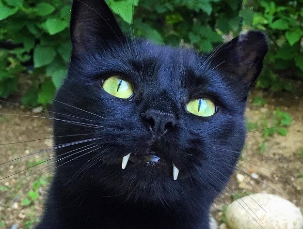 Crna mačka s vampirskim zubima: Ovako nešto rijetko se viđa!