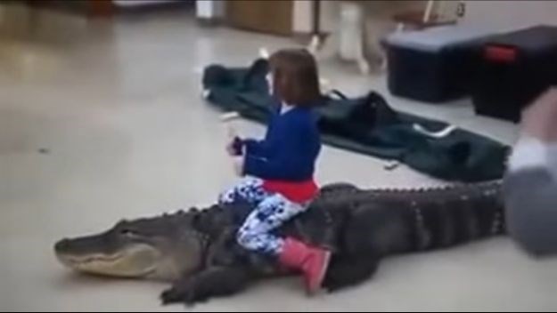 VIDEO Curica jahala ogromnog aligatora, internet poludio