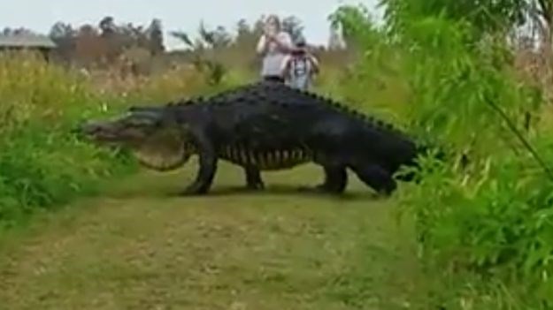 VIDEO Ogroman aligator zabezeknuo turiste u  rezervatu: "Jel` to Godzilla?!"