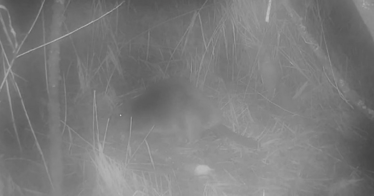 VIDEO Divlji dabar viđen u Velikoj Britaniji prvi put nakon 400 godina