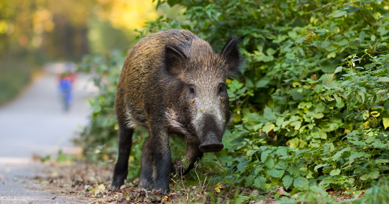 Divlja svinja izazvala pomutnju u Mainzu, šetala centrom grada
