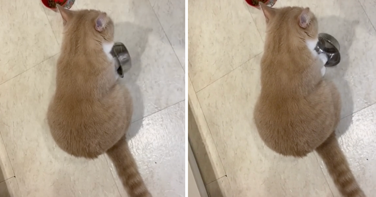 Ova mačka jednostavnom, ali bučnom gestom svojim vlasnicima govori da je gladna