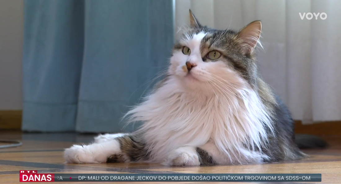 Riječka gradonačelnica imat će preslatkog pomoćnika, mačak Miško živi u njenom uredu
