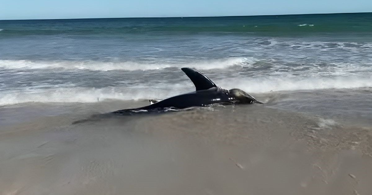VIDEO Otrovne alge u Australiji ubijaju ribe, raže, morske pse... "Doslovno se guše"