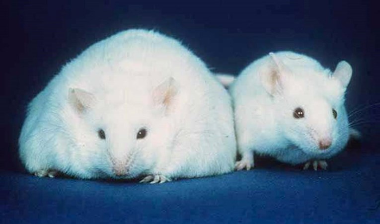 Proizveden lijek koji oponaša vježbanje, testiran je na miševima 