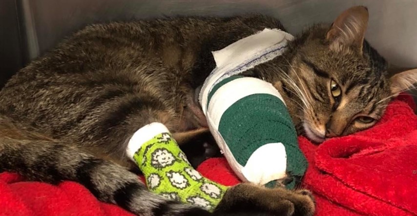 Mačak se iz skitnje vratio u groznom stanju, rentgen otkrio užasnu priču