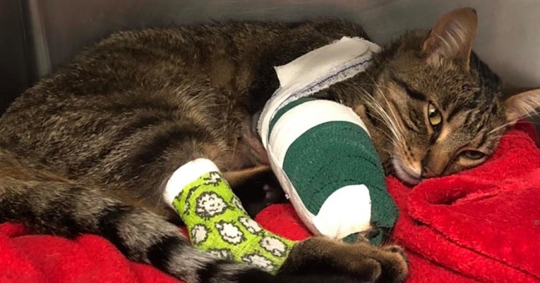 Mačak se iz skitnje vratio u groznom stanju, rentgen otkrio užasnu priču