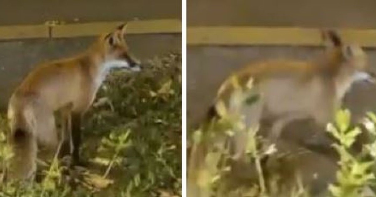 VIDEO U centru Zagreba snimljena lisica