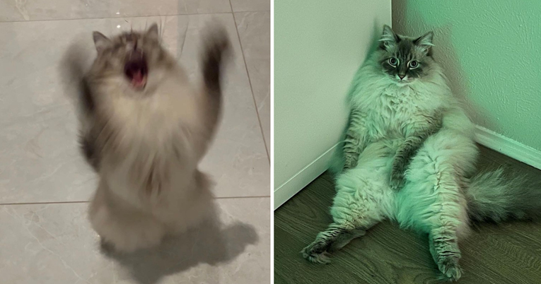 VIDEO Dvije sasvim suprotne osobnosti ove mačke nasmijale su internet
