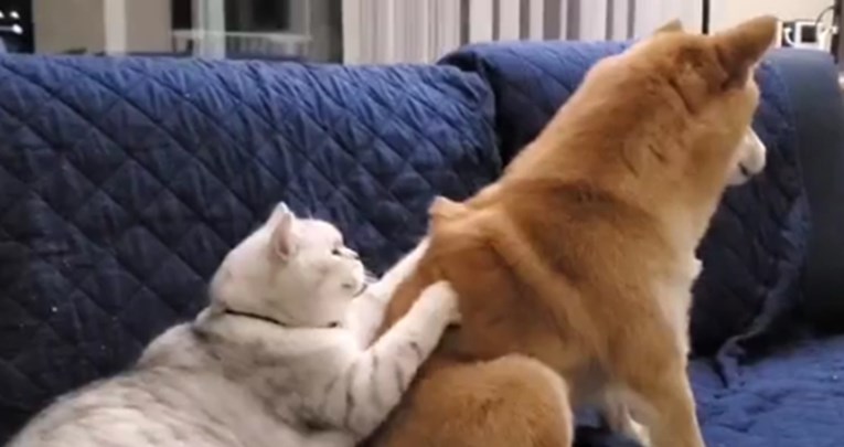 Mačka obožava masirati psa, snimke su hit na internetu: "Ovo mi je dan popravilo"