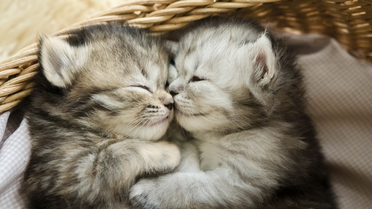 Mlijeko je prava poslastica za mačiće, no ovaj mačak hranu ne želi dijeliti